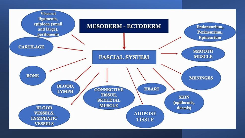 fascial system